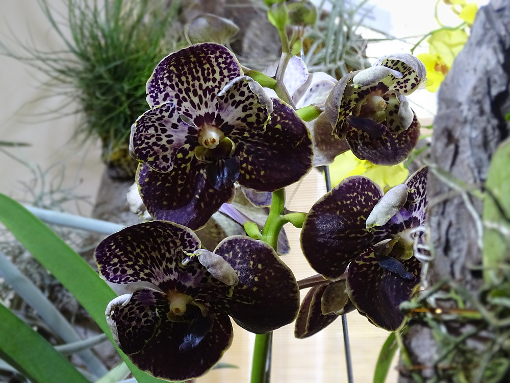 Orchidea 82
