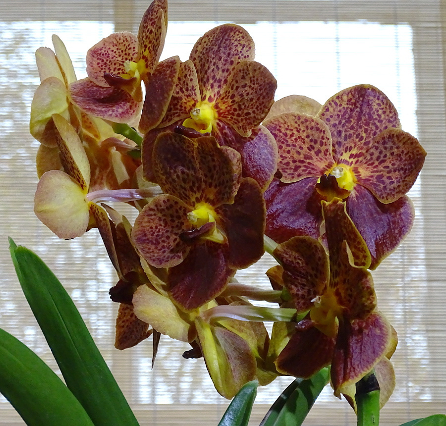 Orchidea 85