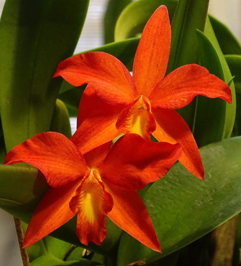 Orchidea 91