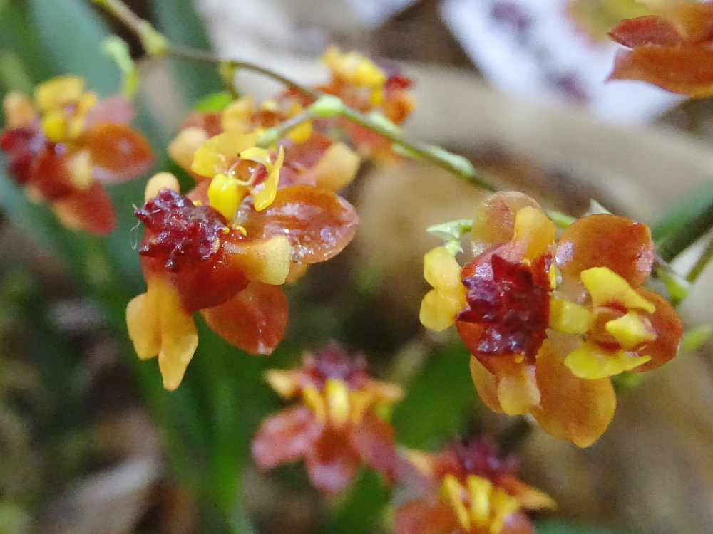 Orchidea 103