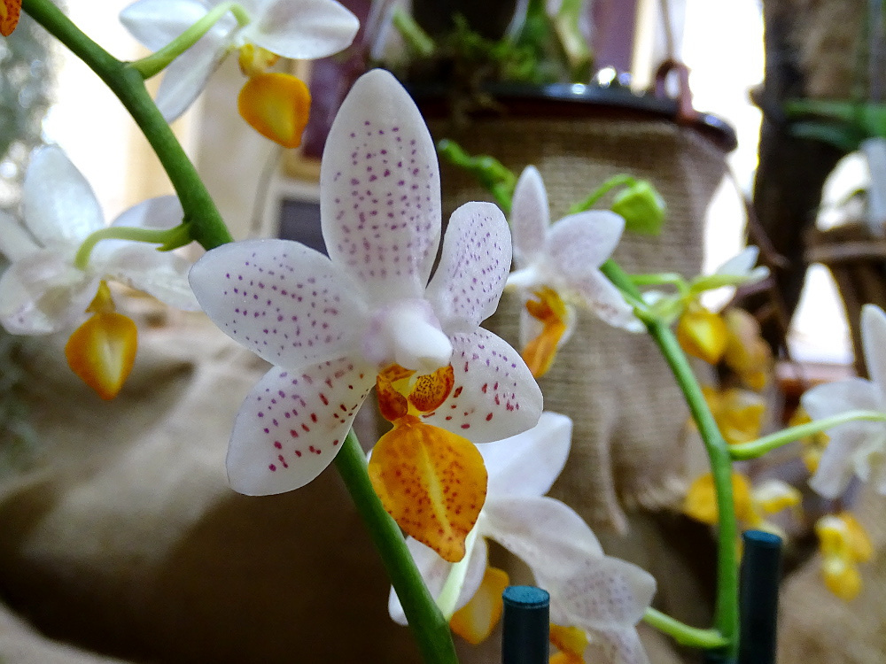 Orchidea 104