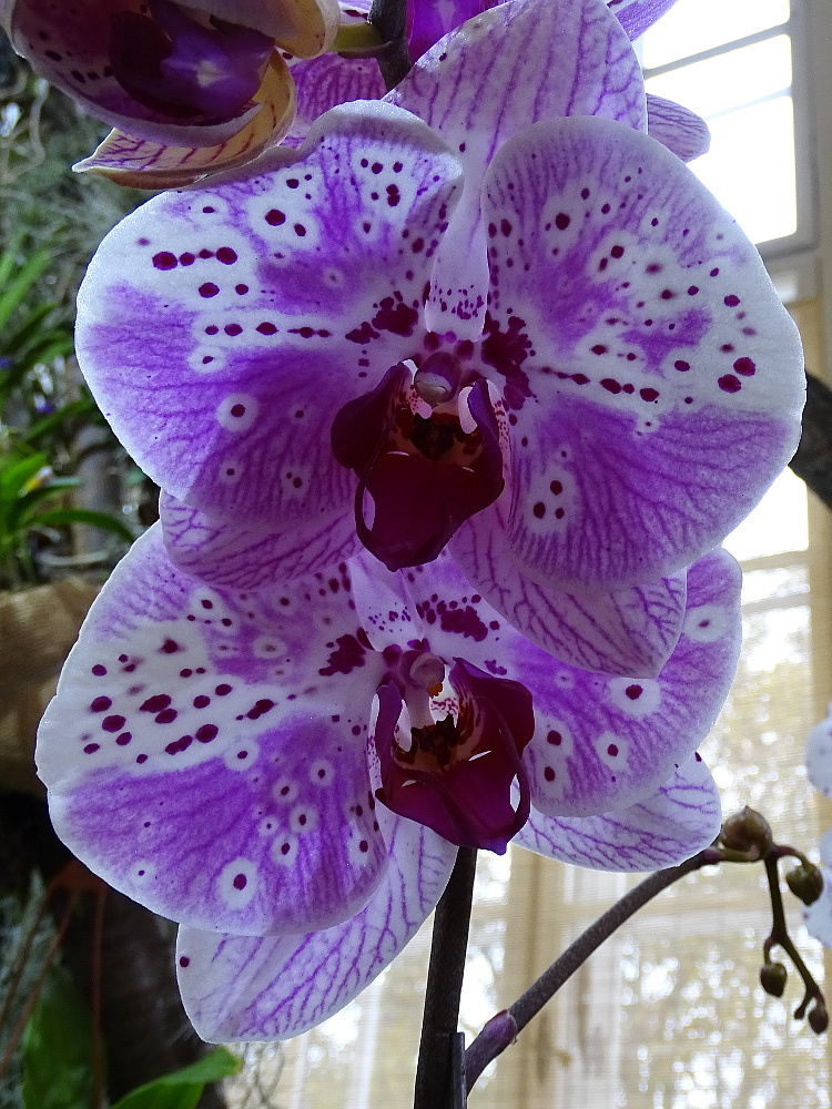 Orchidea 106
