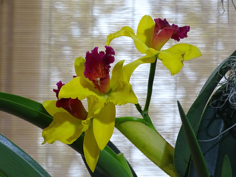 Orchidea 114