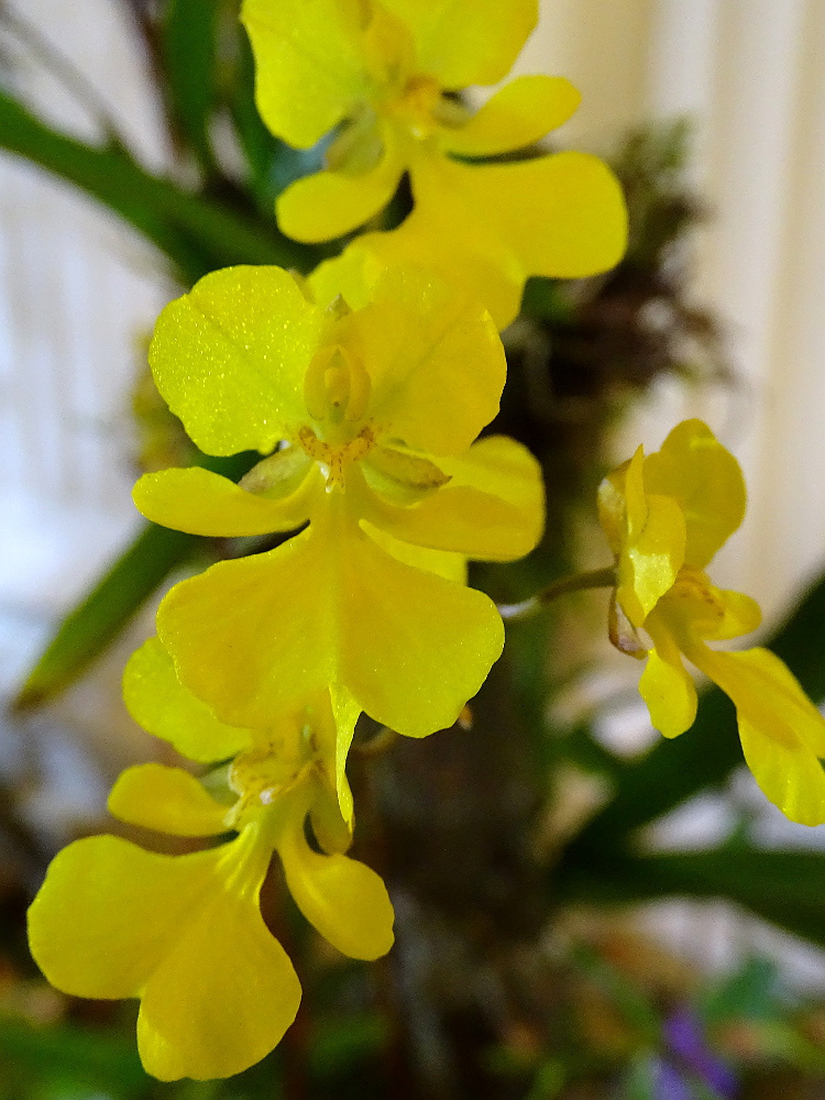 Orchidea 115