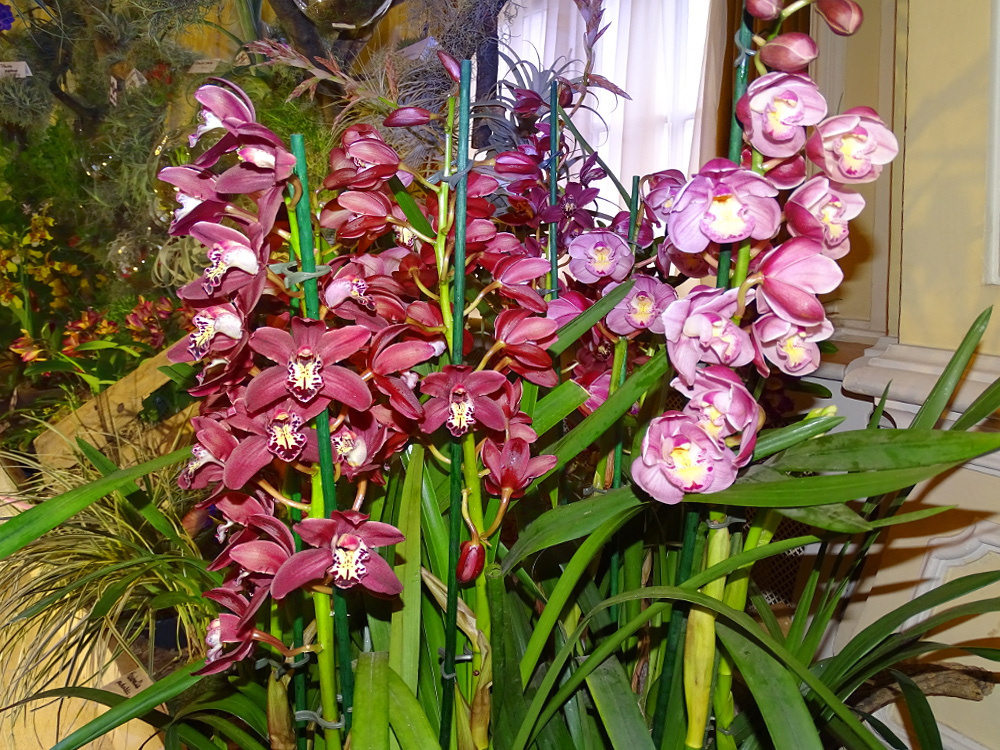 Orchidea 117