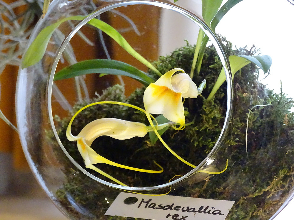 Orchidea 120