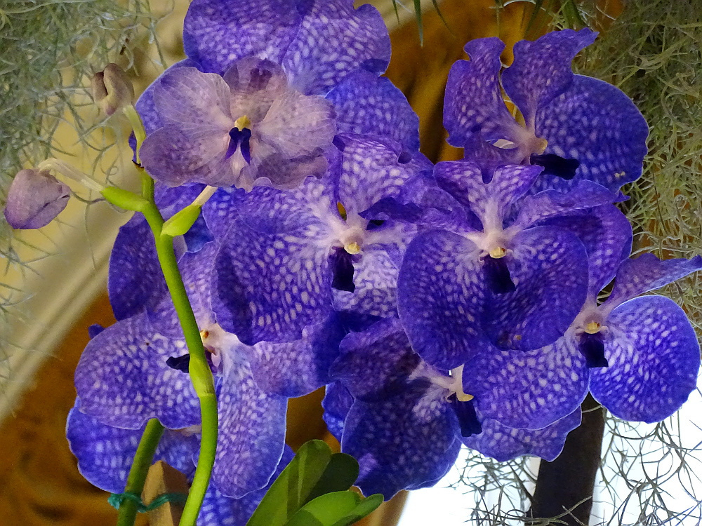 Orchidea 123