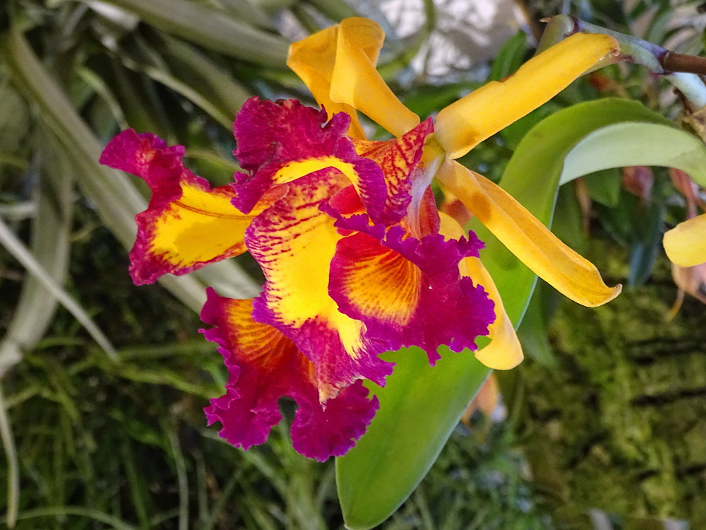 Orchidea 124