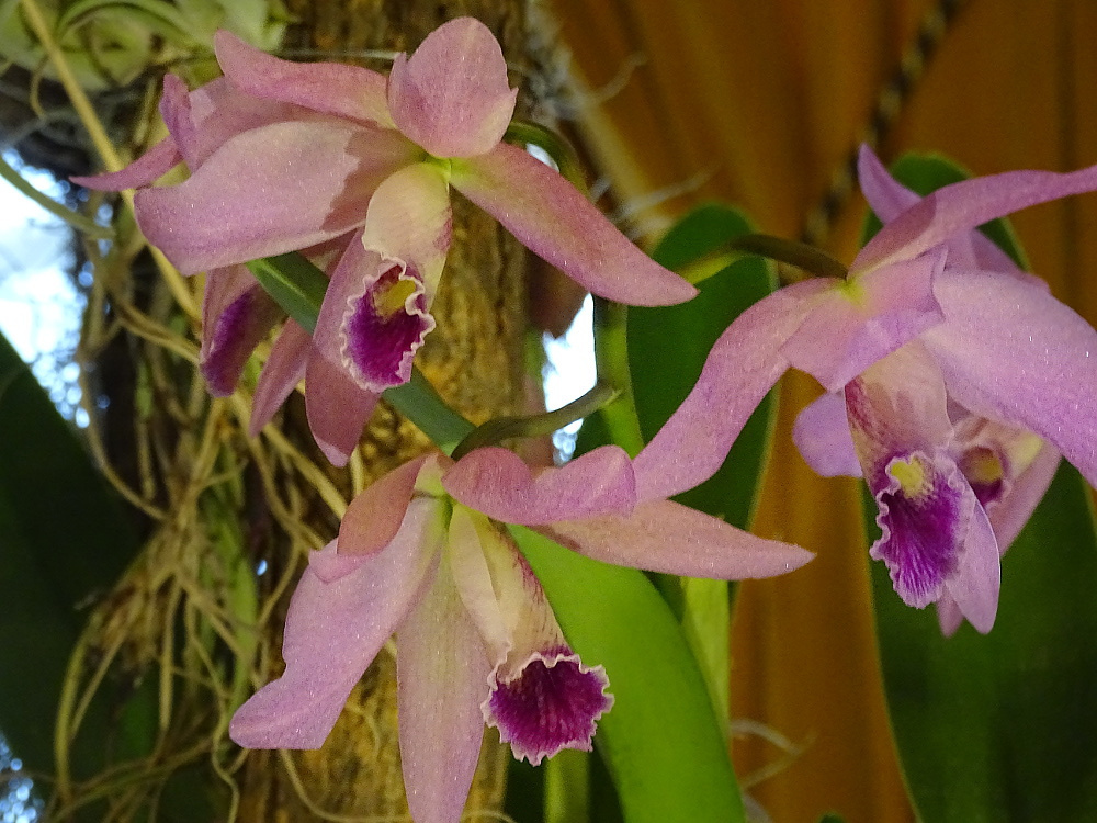 Orchidea 131