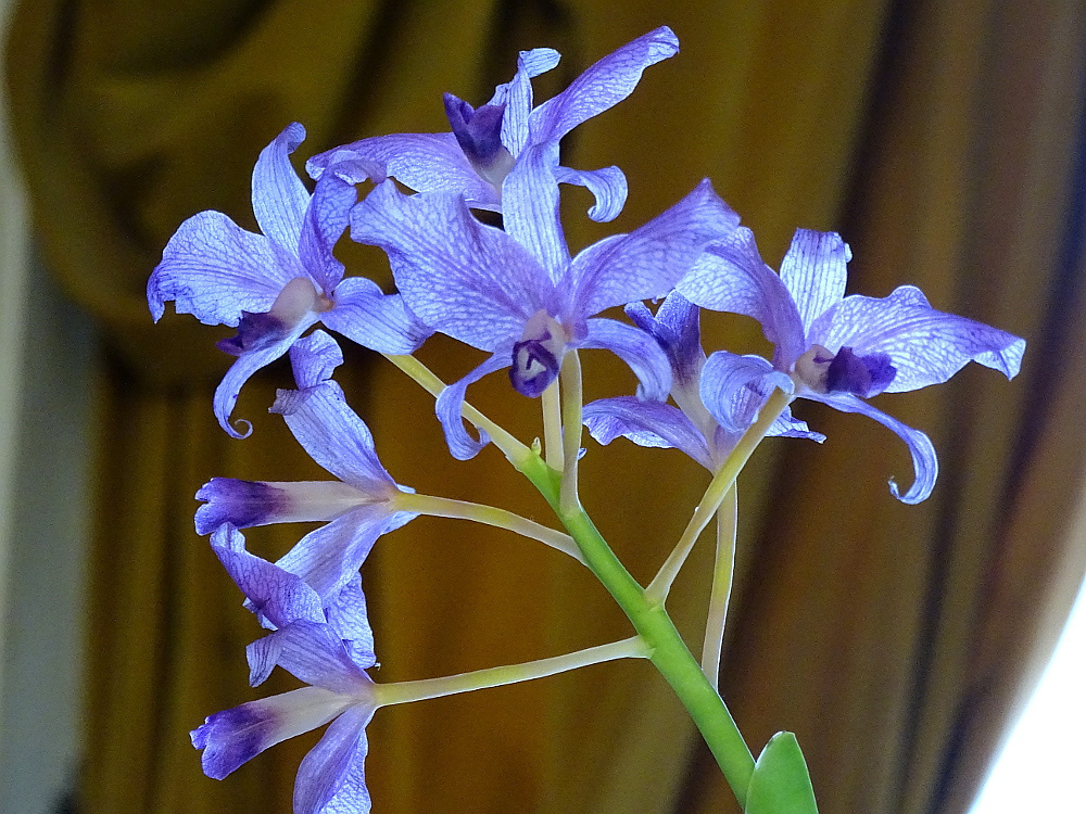 Orchidea 133