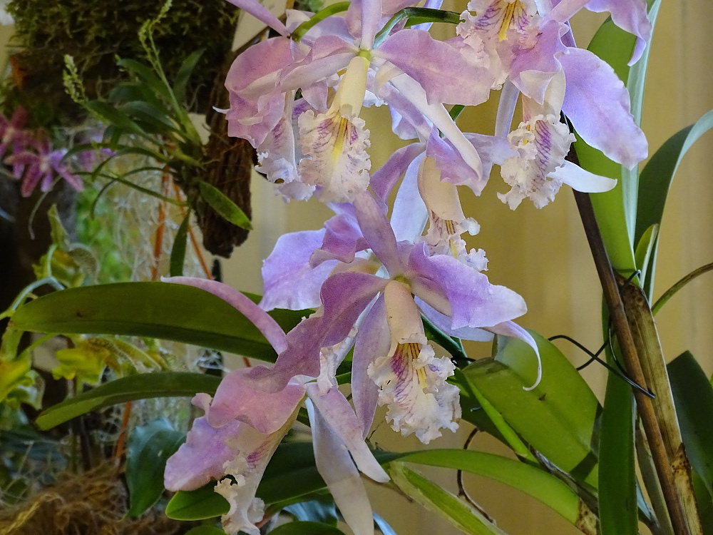 Orchidea 134
