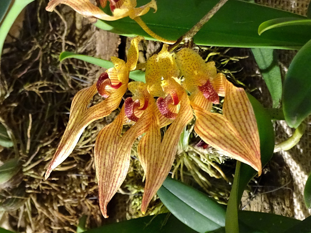 Orchidea 136