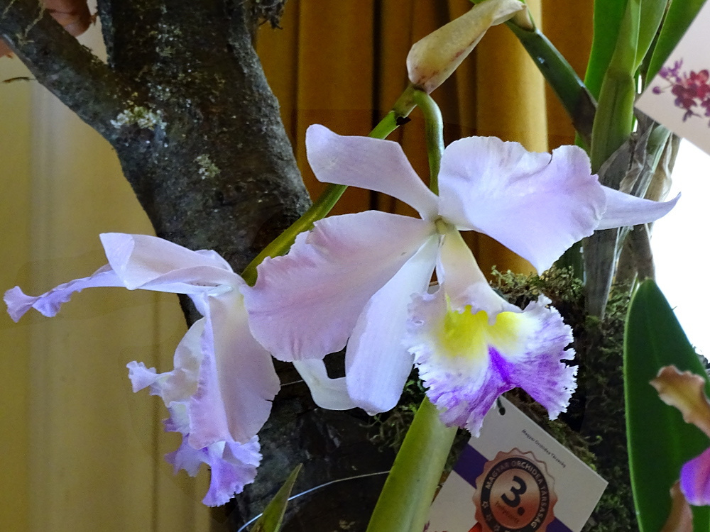 Orchidea 138