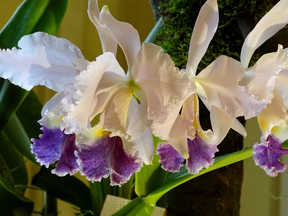 Orchidea 140