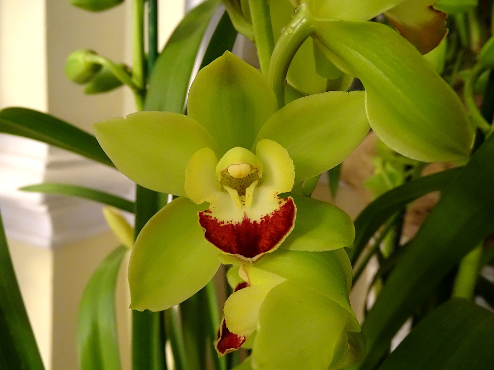 Orchidea 145