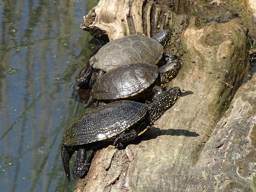 Tiszató-teknősök