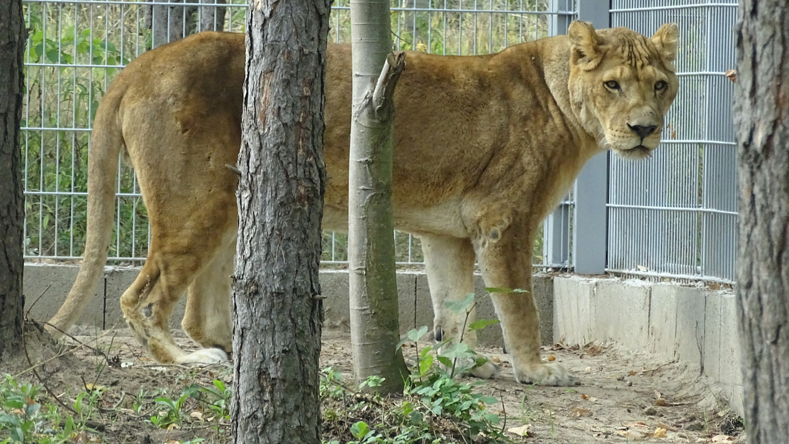 oroszlán 2