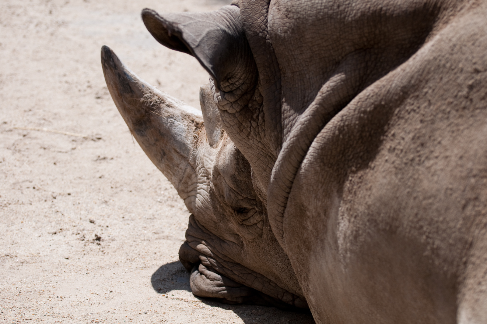 zoo2010-0054