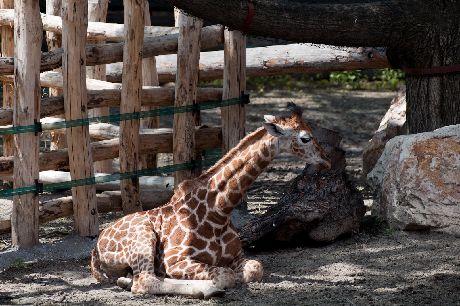 zoo2010-0067