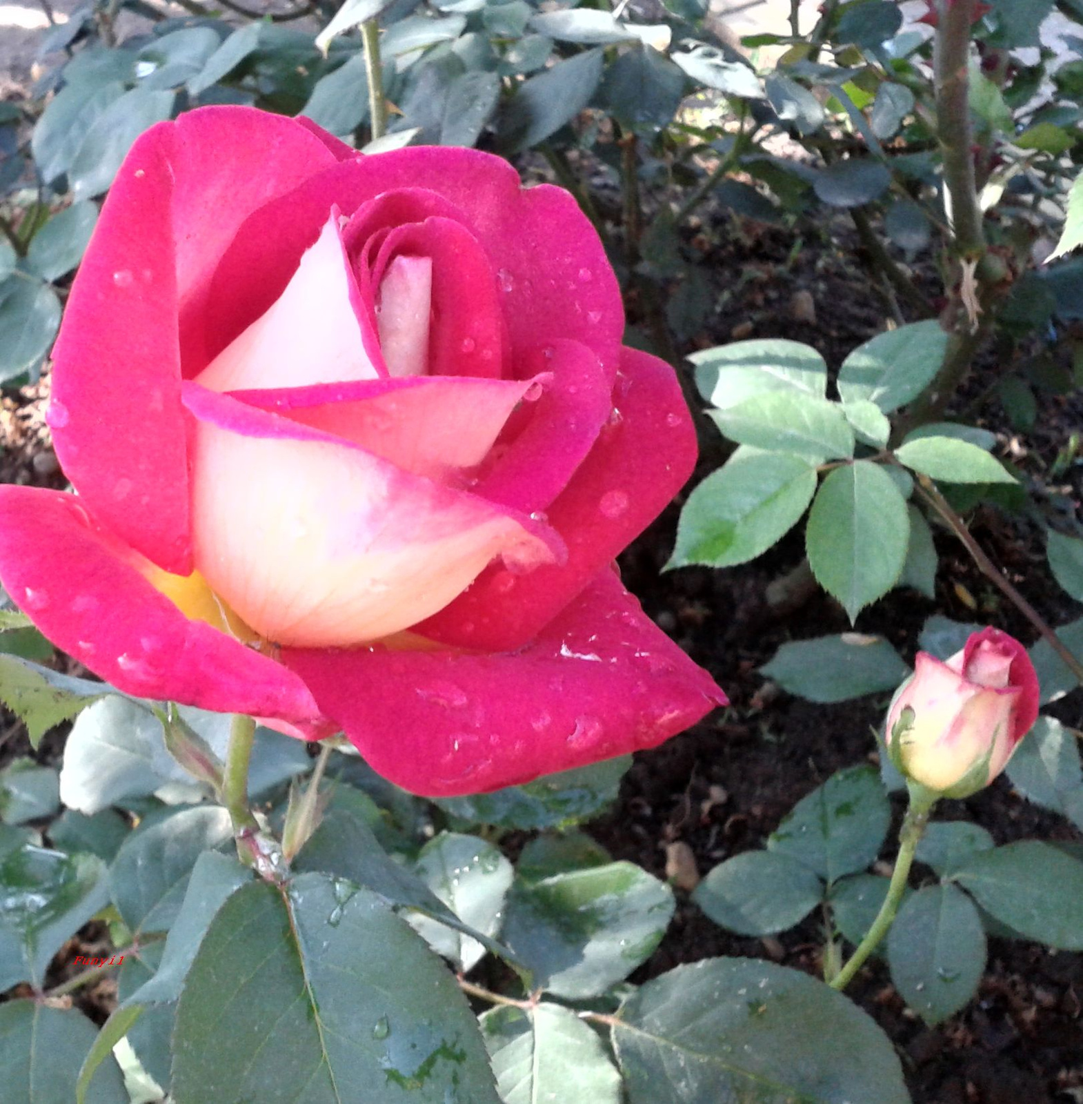 Róza és Bimbaja