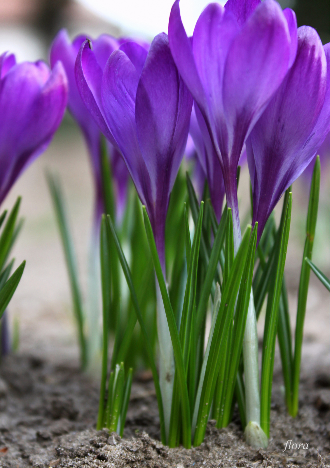 Crocus