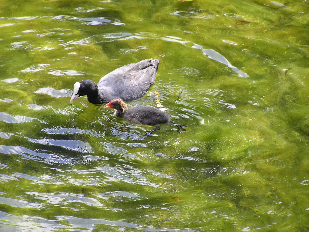 London 605 St. James park