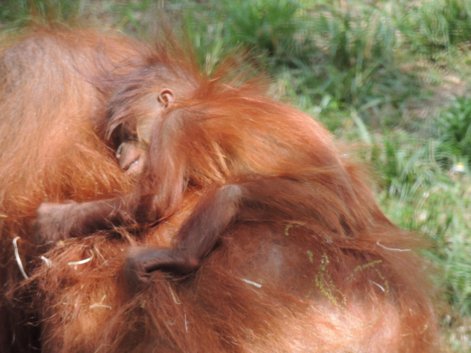 2015-04-27 163 Orangután kölyök