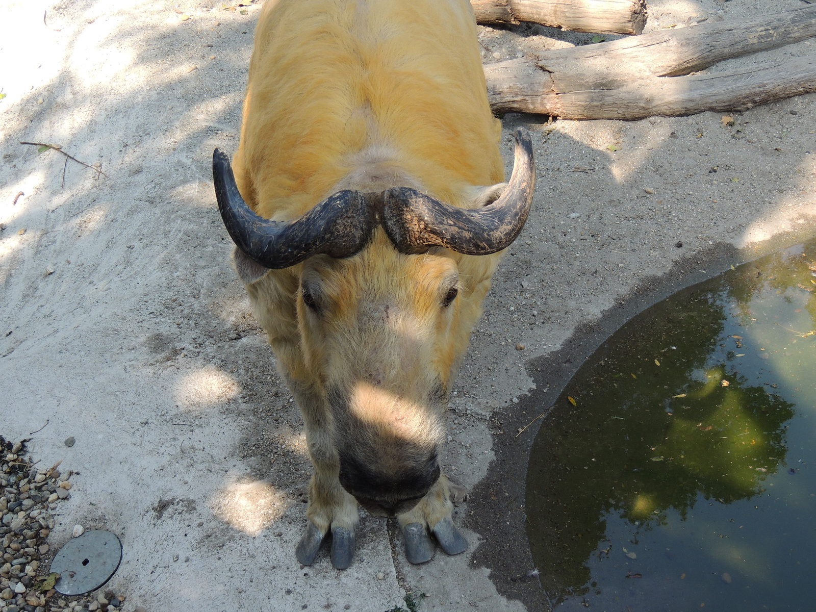 2015-09-02 152 Szecsuan takin