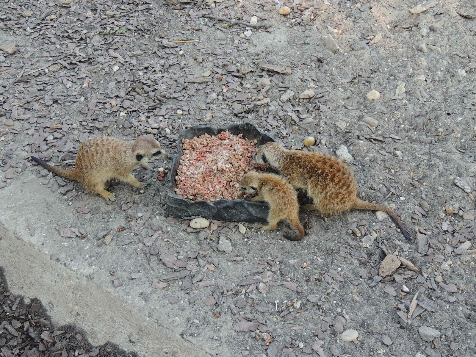 2015-09-02 111 Szurikáták