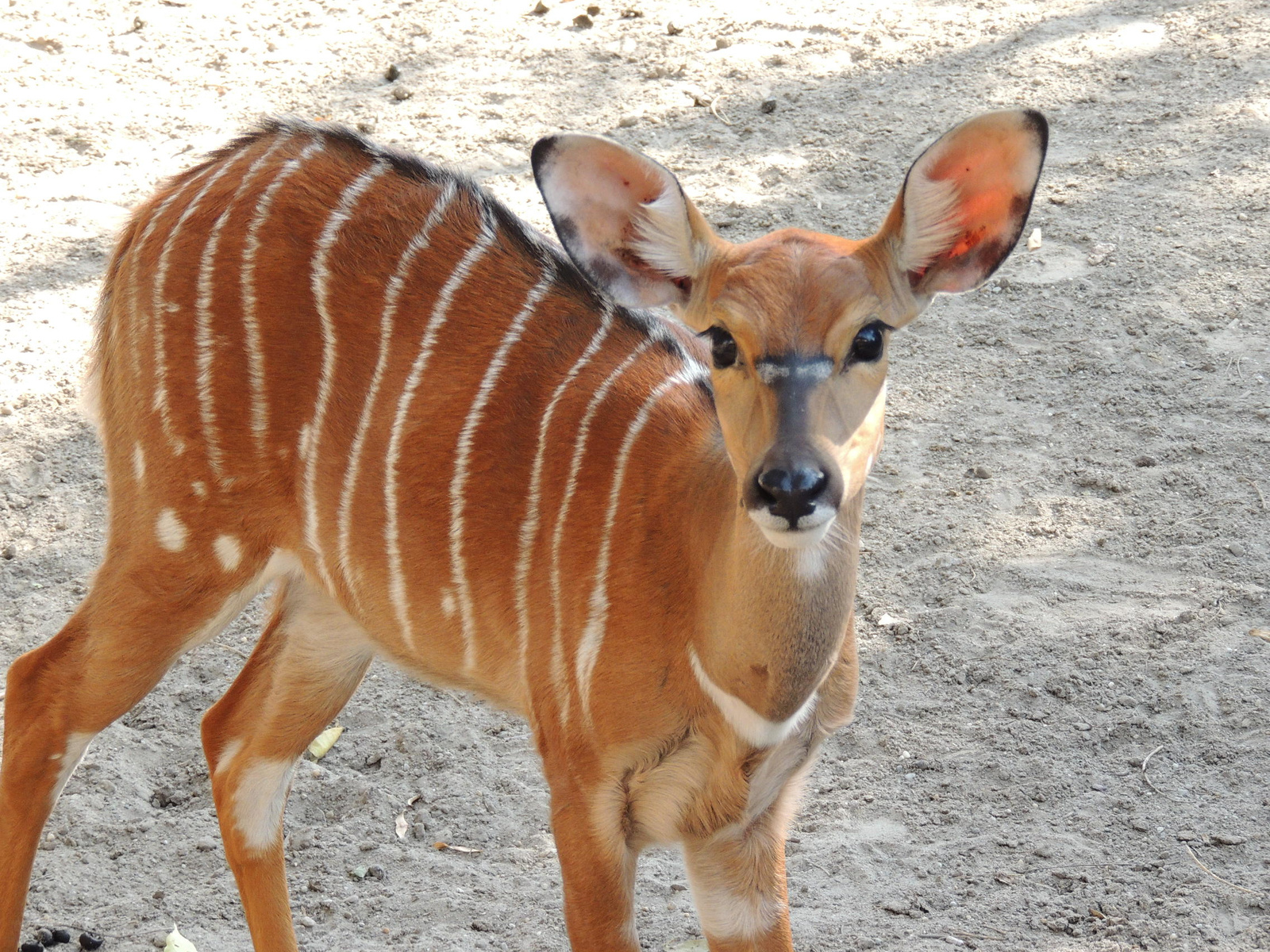 2015-09-17 168 Nyala