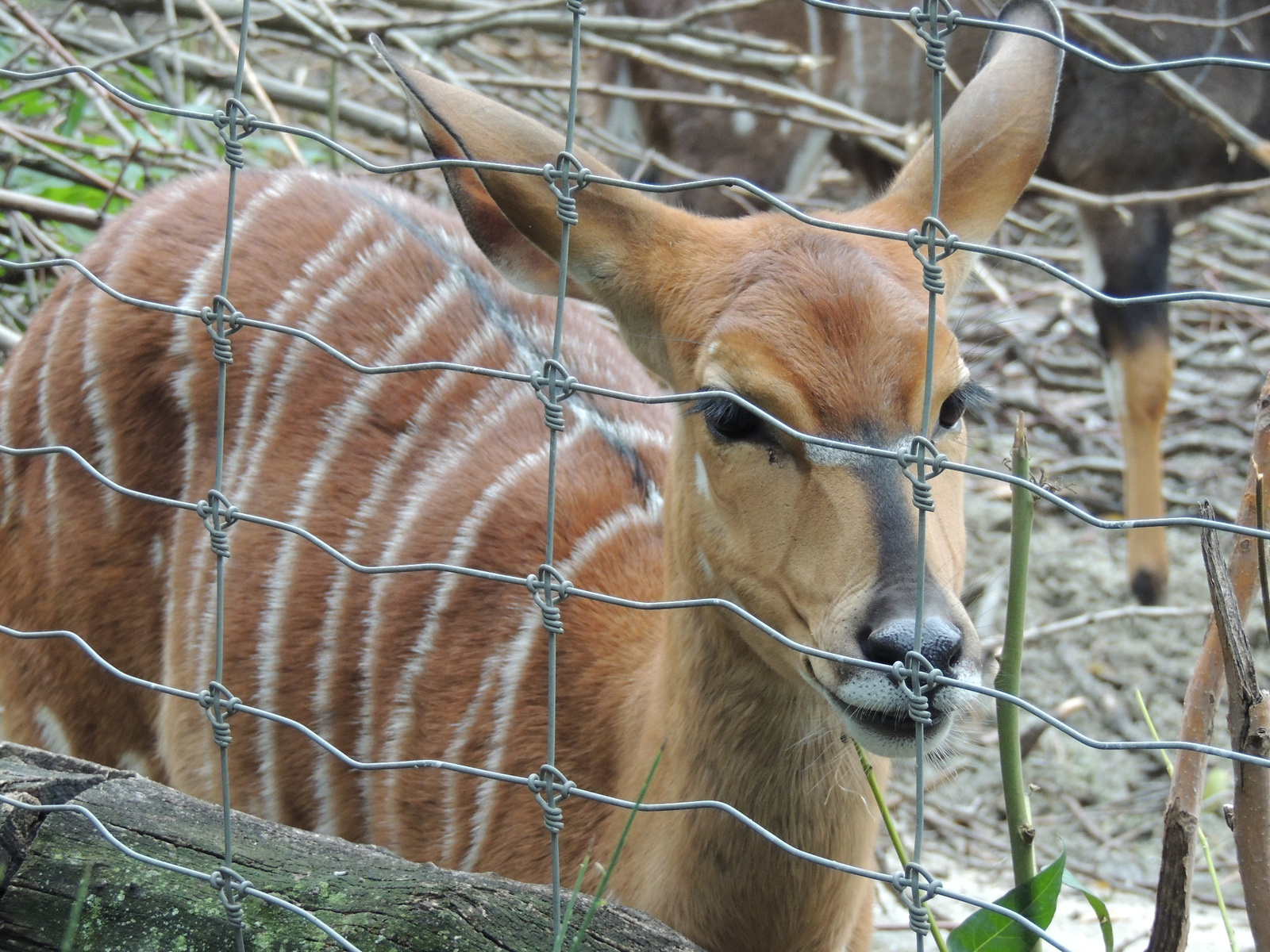 2015-10-13 241 Nyala