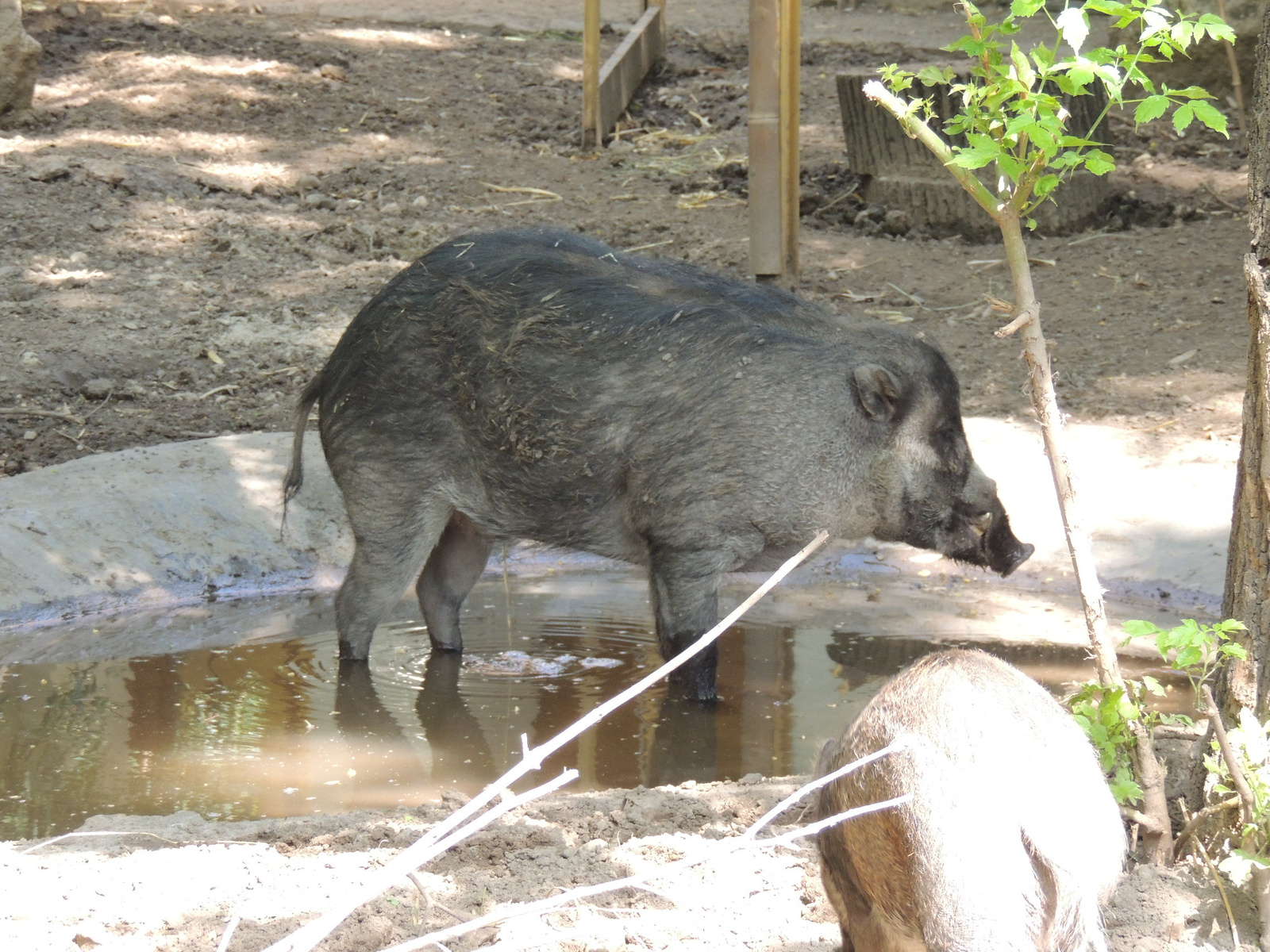 2016-06-07 001 061 Cebui disznó