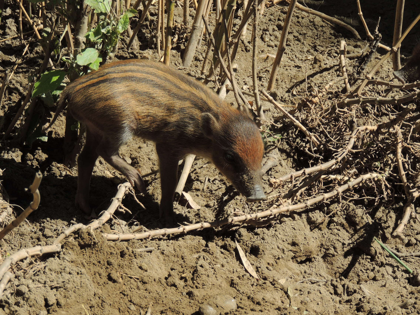 2016-07-04 001 103 Cebui kismalac