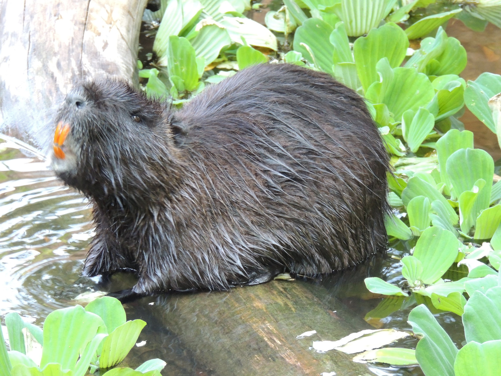 2016-08-31 202 Nutria