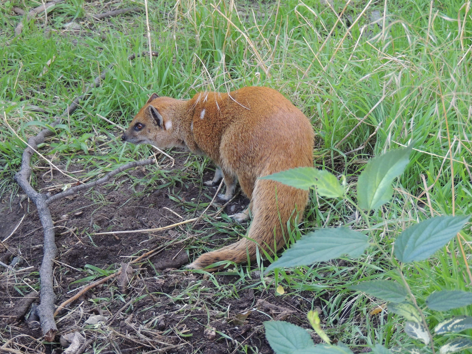 2016-08-12 001 076 Mongúz