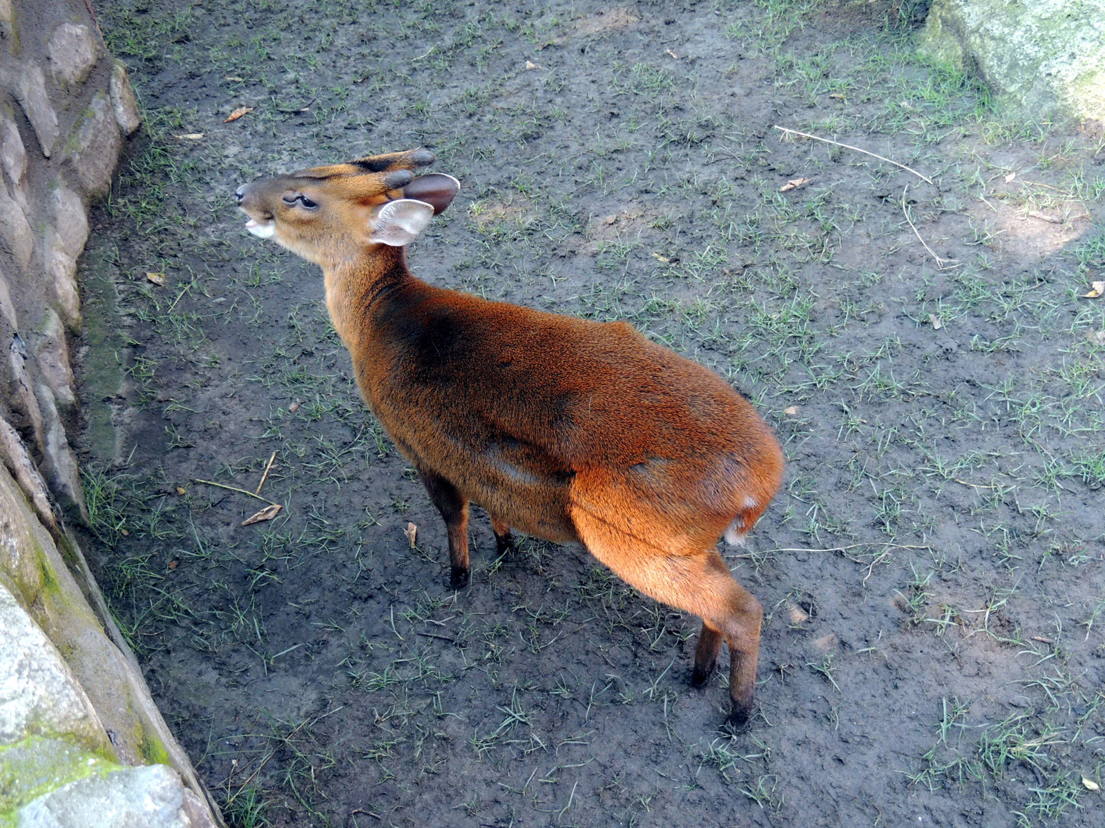 2016-08-12 001 033a Kínai muntyák szarvas