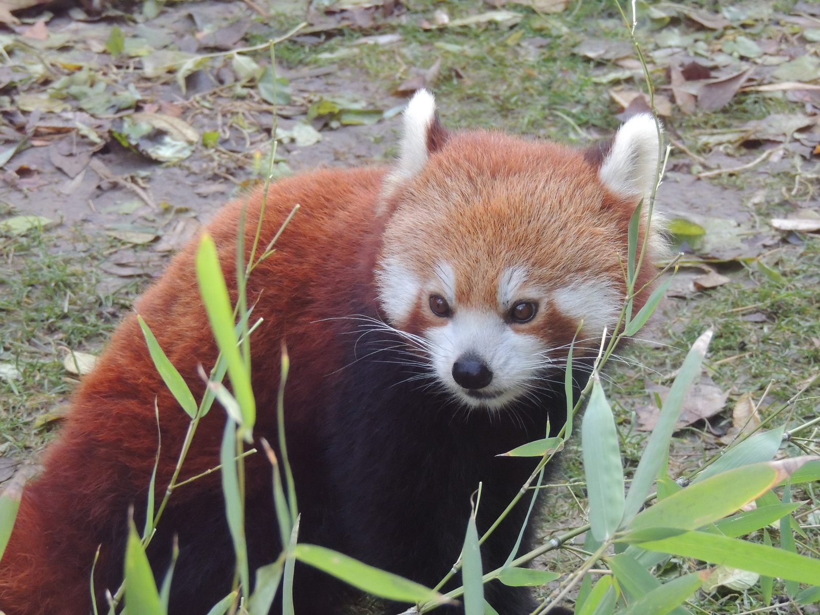 2016-11-21 261 Kis vörös panda