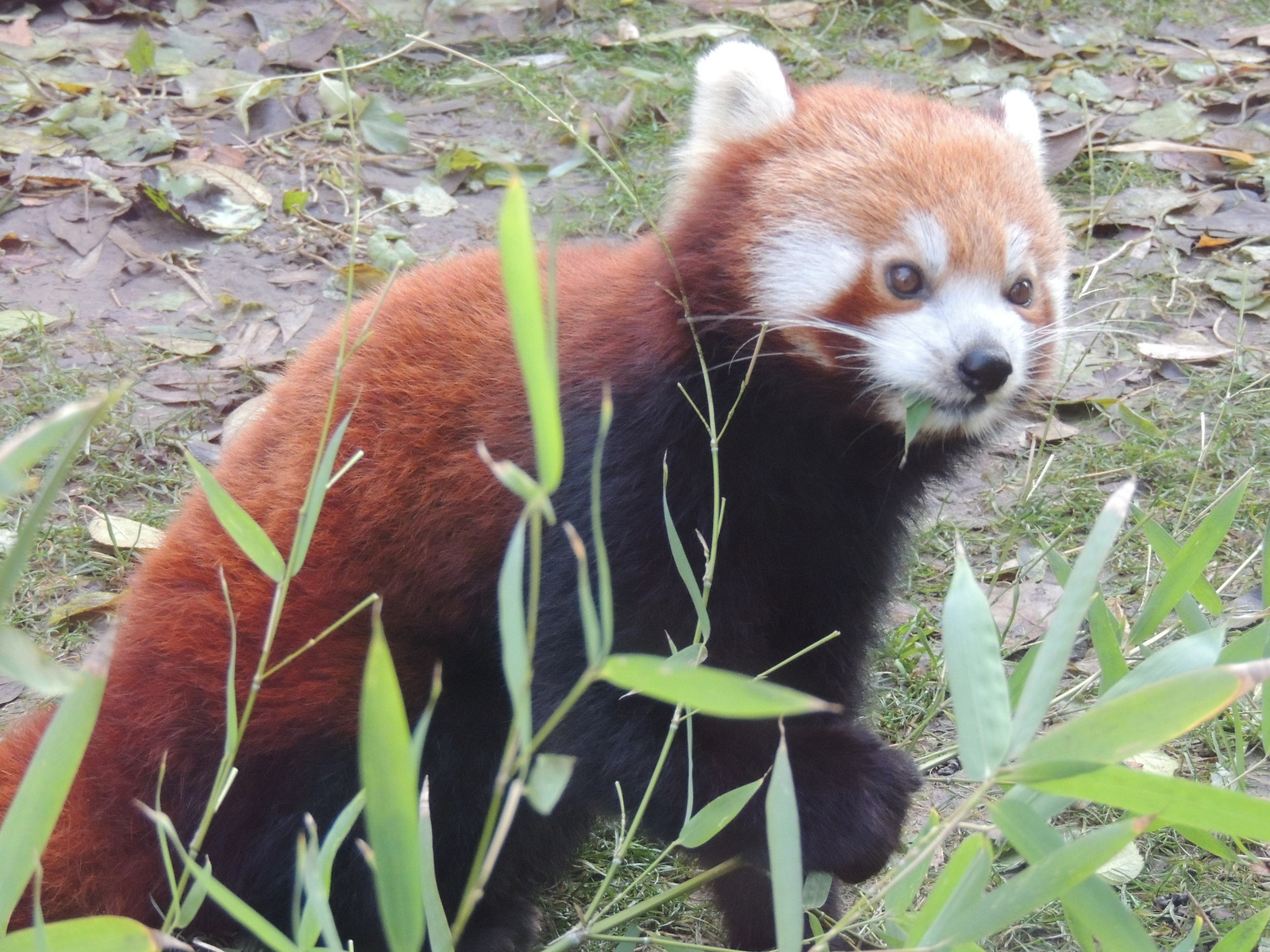 2016-11-21 268 Vörös panda ,vagy macskamedve