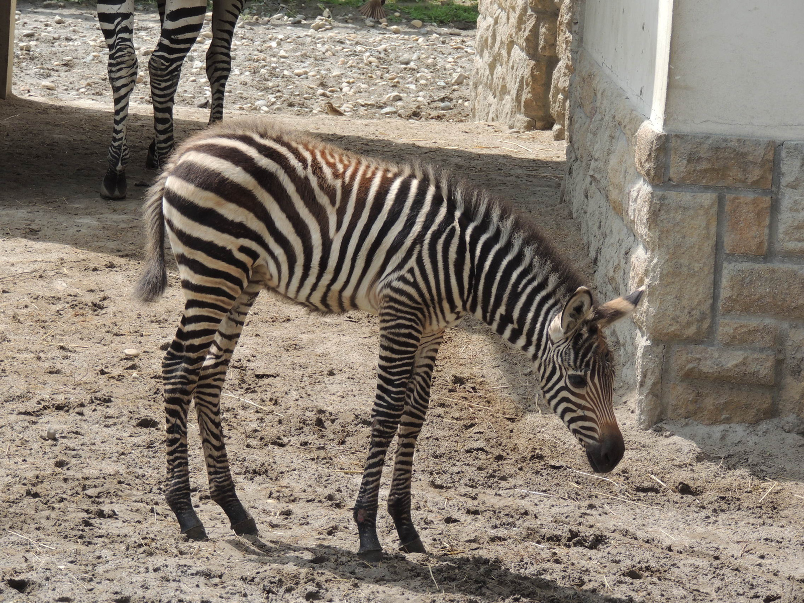 2017-05-06 001 266 Zebracsikó