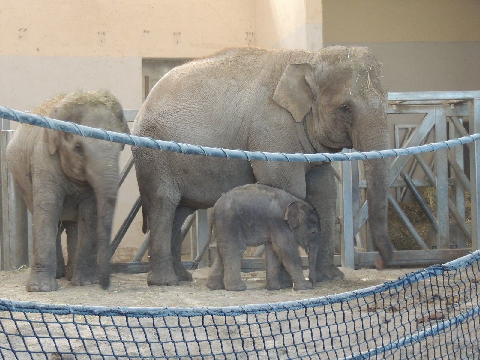 2017-11-15 001 119 Mama a két gyerekével