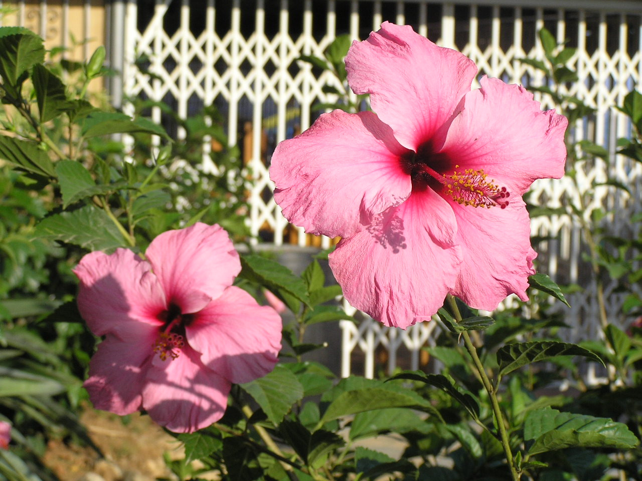 0074 Hibiszkusz