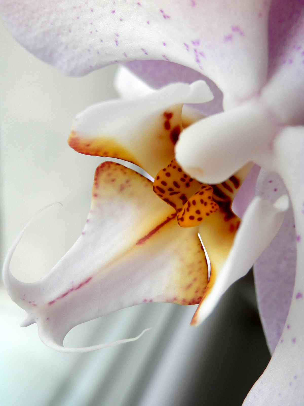 Orchidea világ :)