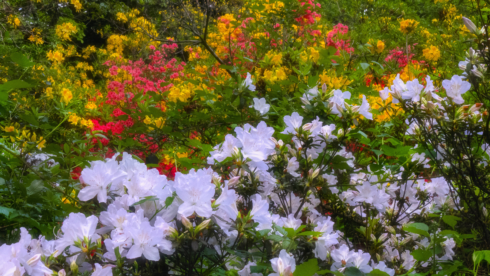 Jeli arborétum - Rhododendron - Simsii Planch - Luteum - Lady Cy