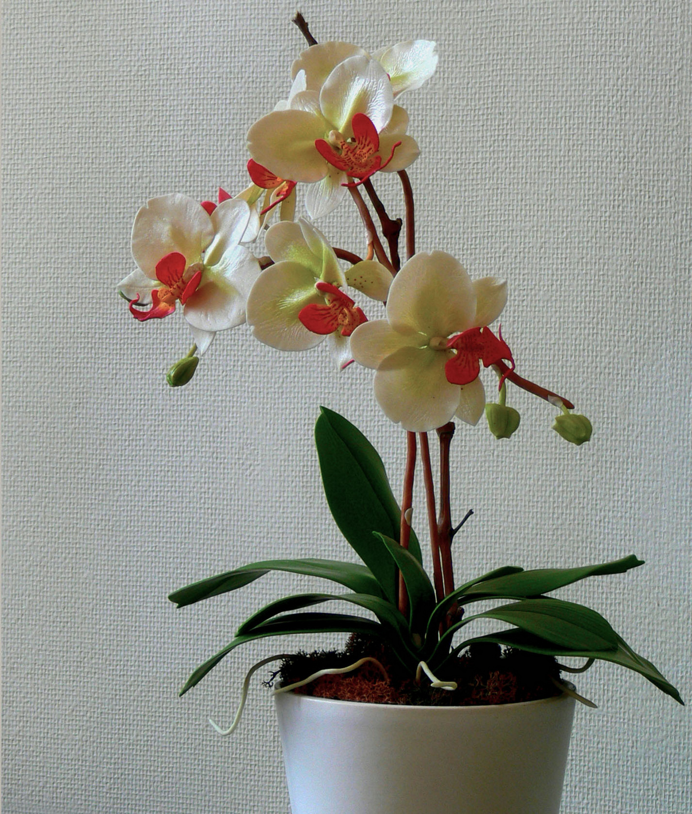 orchidea 117