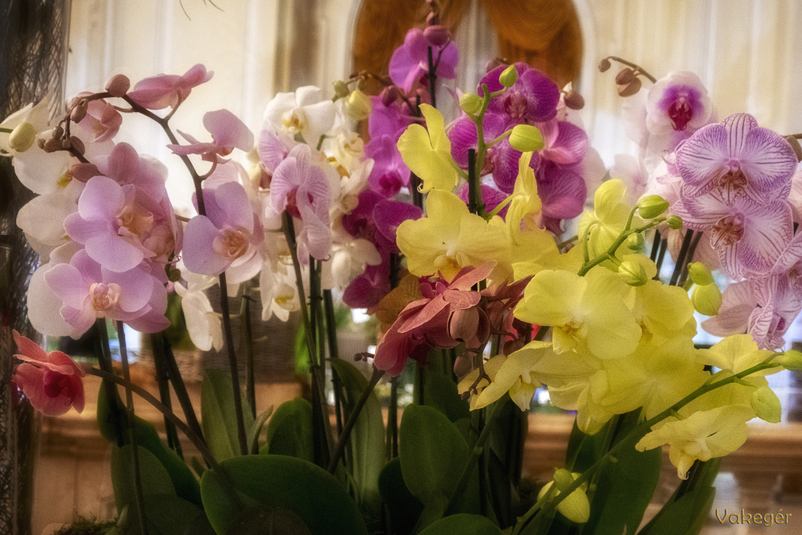 Orchidea - Phalaenopsis singulifror