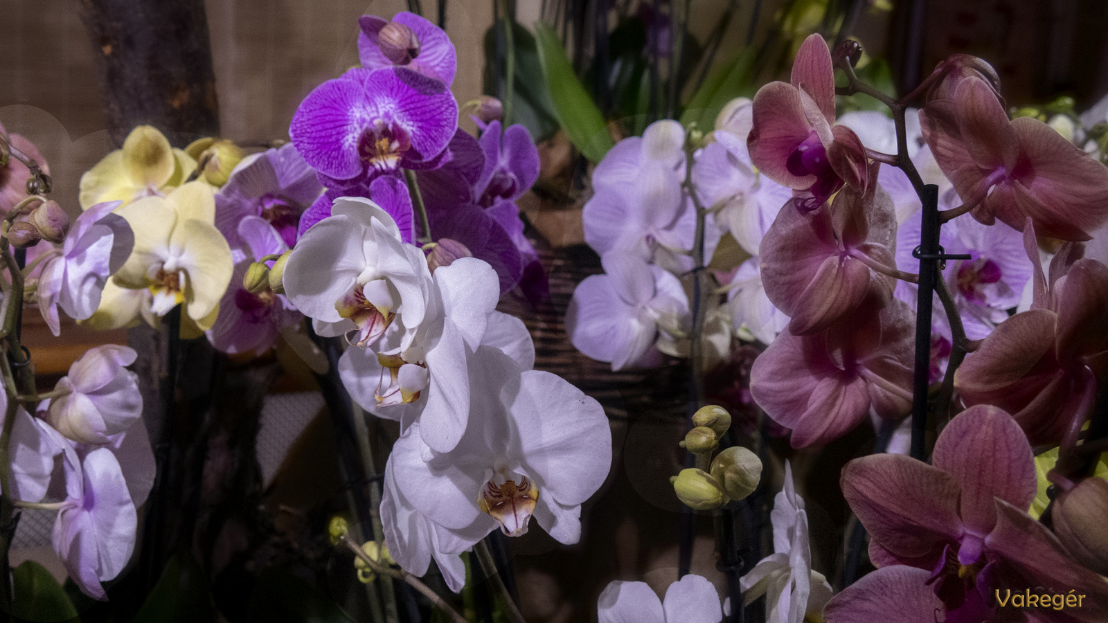 Orchidea - Phalaenopsis - Lepkeorchidea