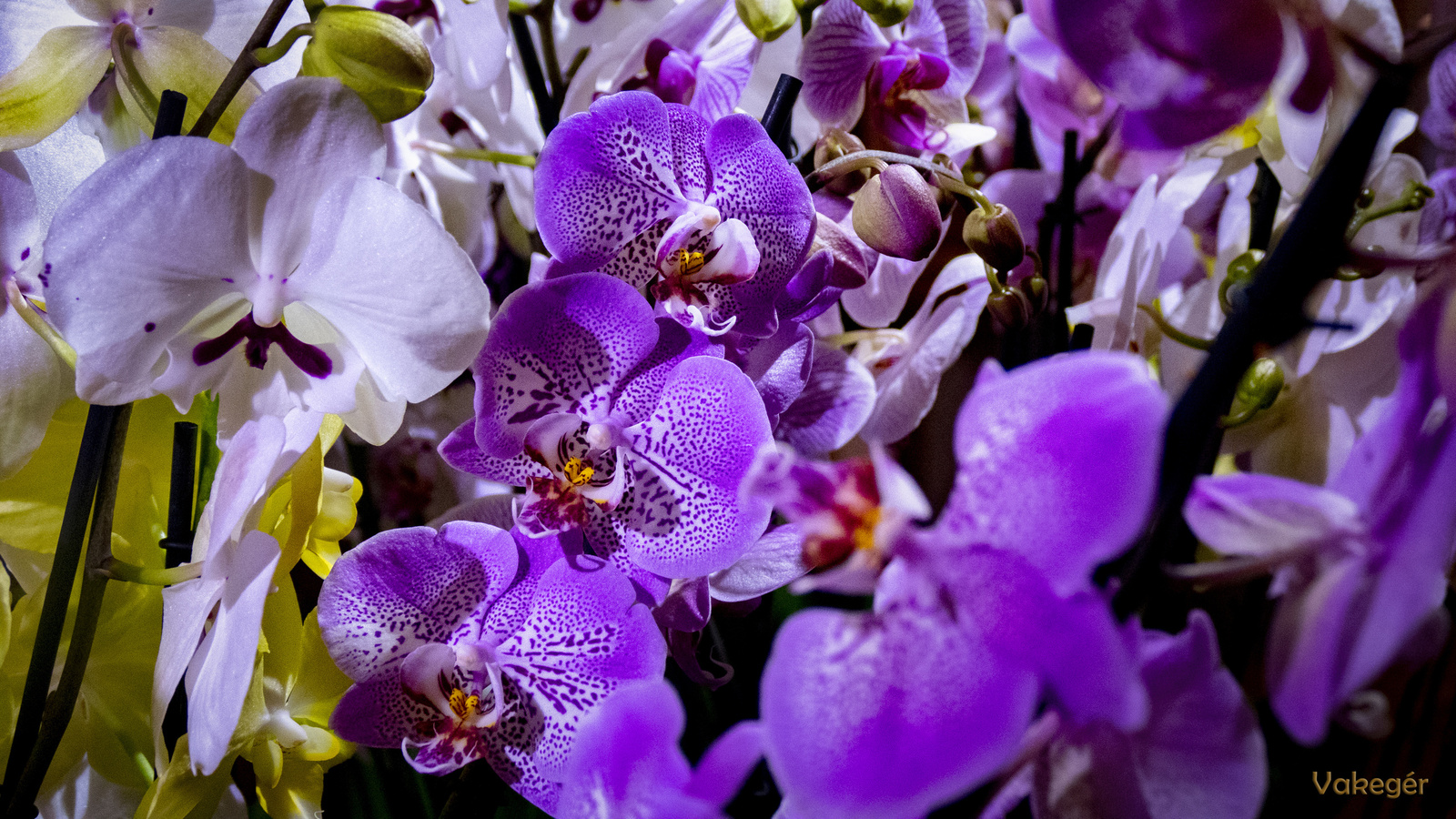 Orchidea - purble phalaenopsis amabilis