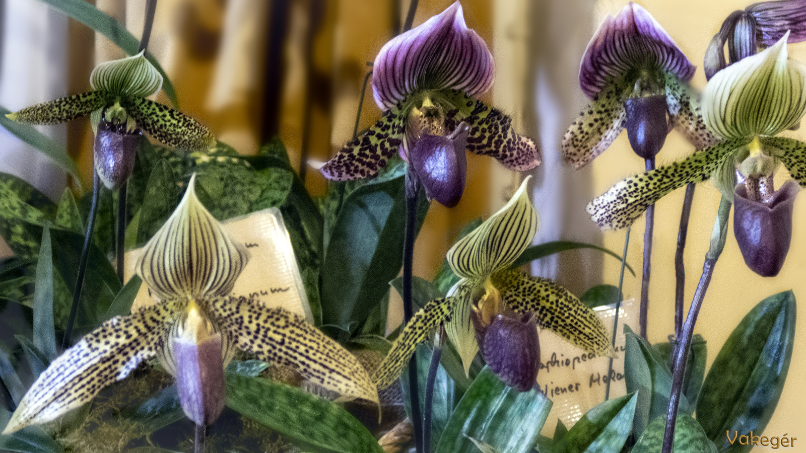 Orchidea - Paphiopedilum Wiener Melange