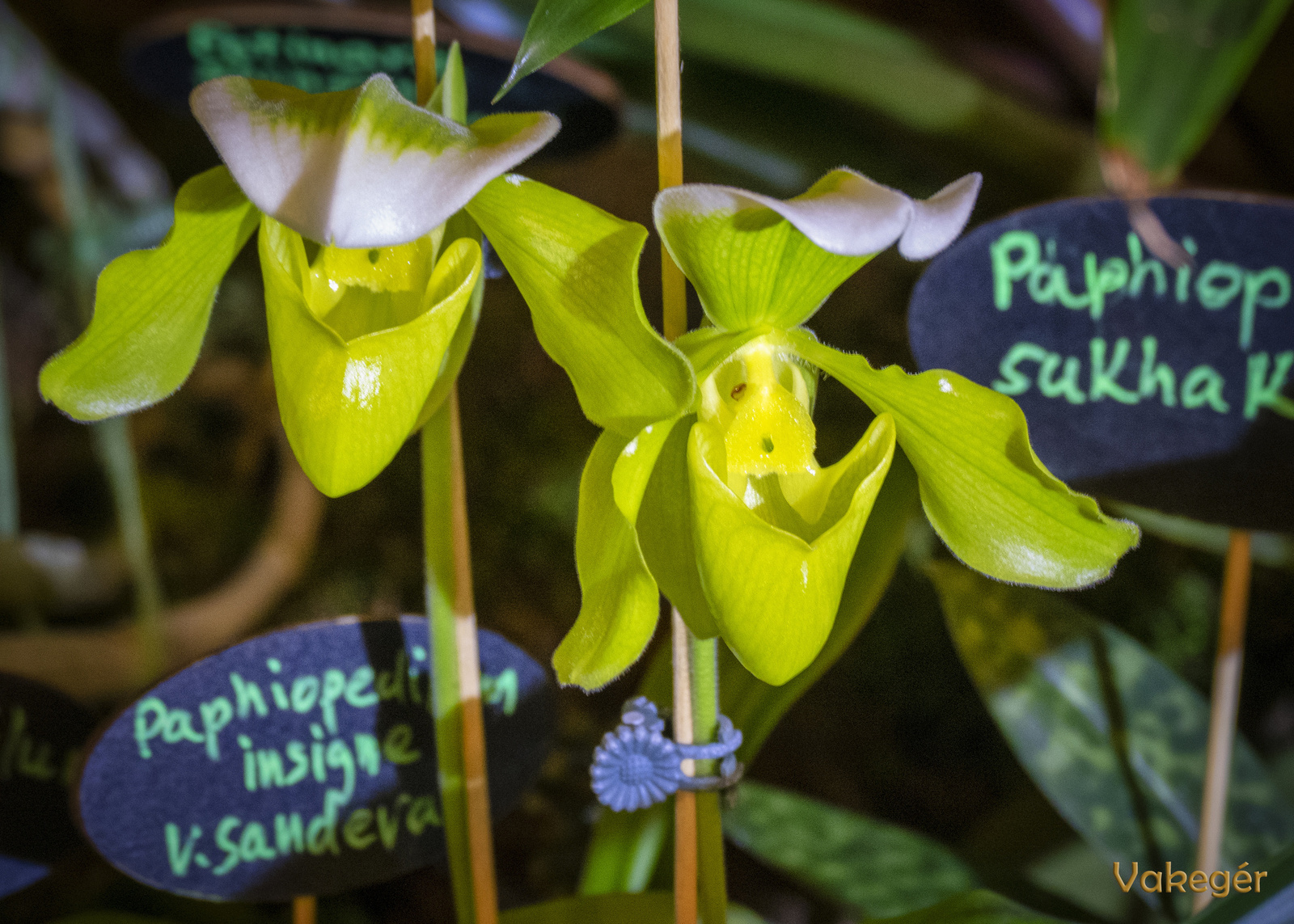 Orchidea - Paphiopedilum insigne