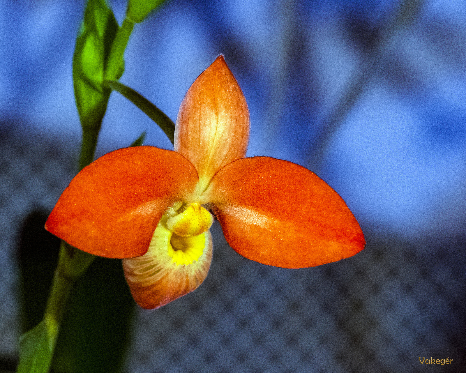 Orchidea - Phragmipedium bessea